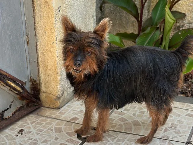 Beni, cachorro Yorkshire desaparecido