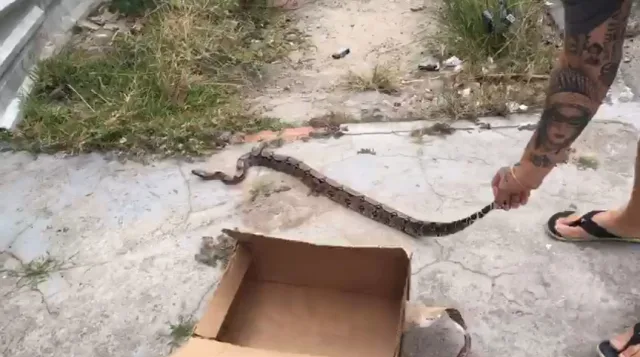 Jiboia encontrada no bairro Queimadinha