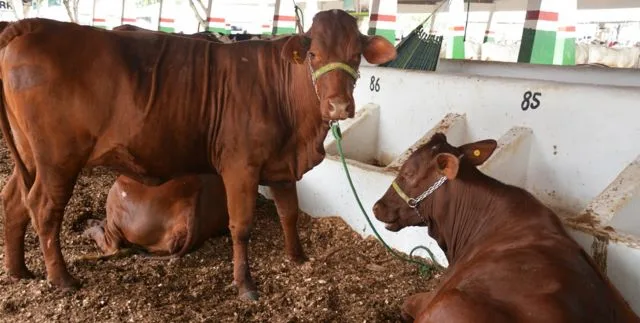 bois expofeira