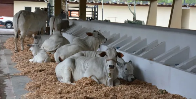 Expofeira 2024 - criadores de bovinos