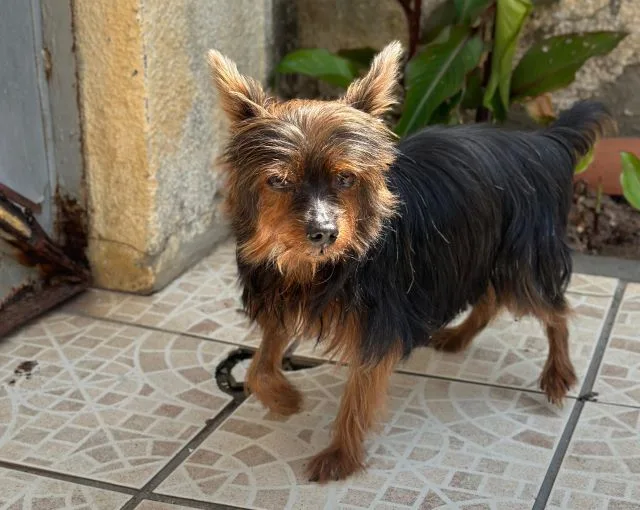 Beni, cachorro Yorkshire desaparecido