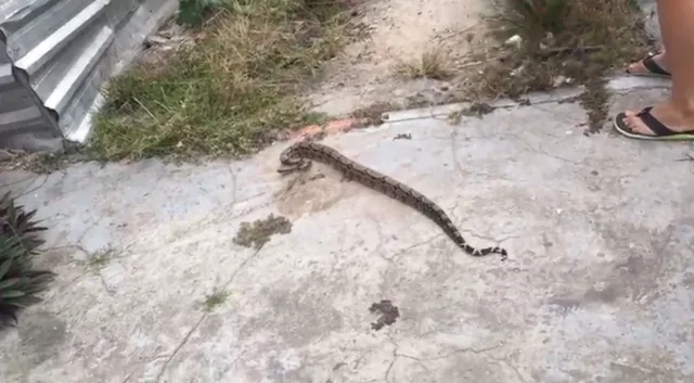 Jiboia encontrada no bairro Queimadinha