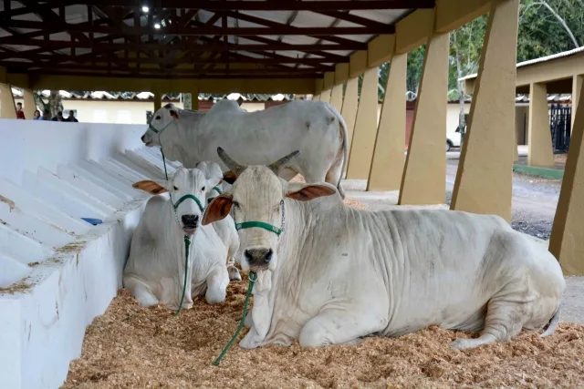 Expofeira 2024 - criadores de bovinos