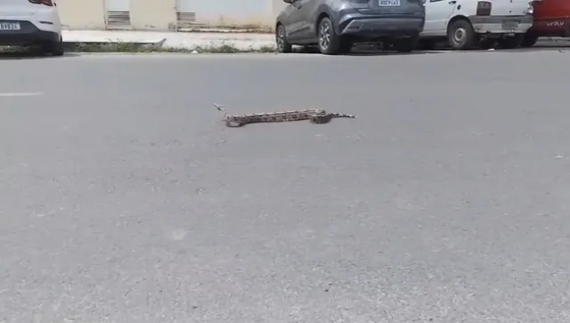 Jiboia encontrada no bairro Queimadinha