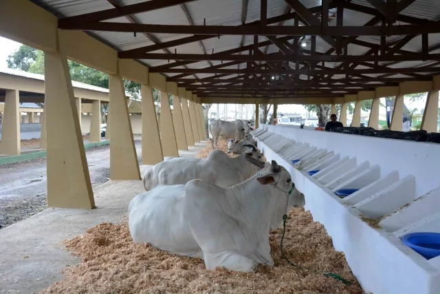 Expofeira 2024 - criadores de bovinos