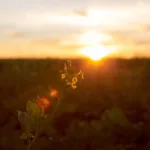 amanhecer dia de sol