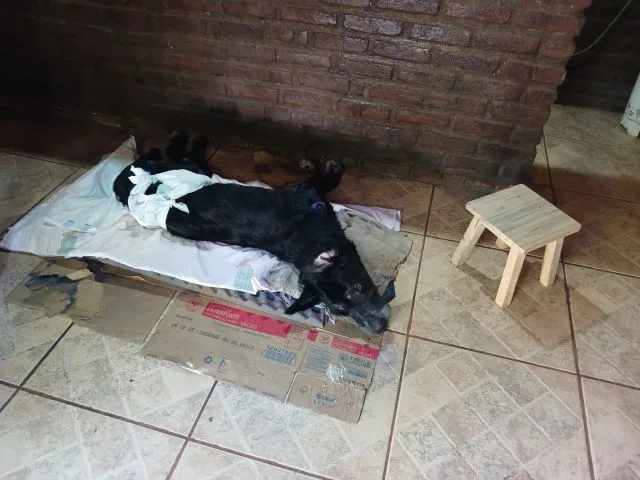 cão doente