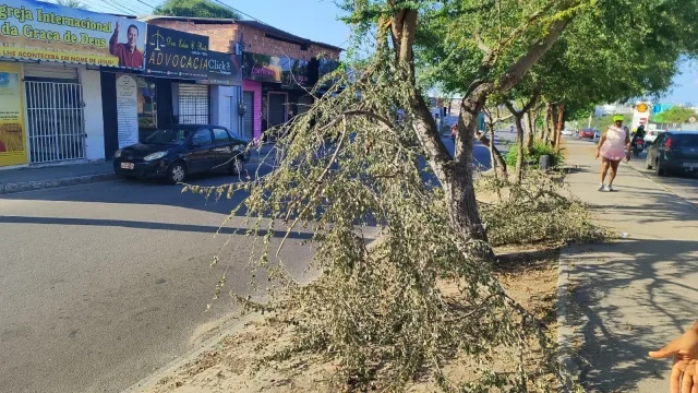 árvore caída na Mangabeira