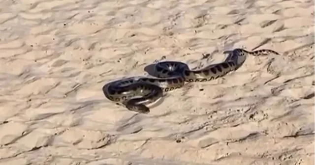 Sucuri encontrada na Praia do Flamengo