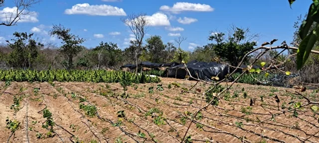 Plantação de Maconha