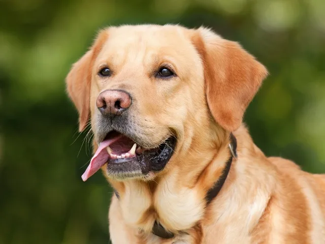 cão - cachorro