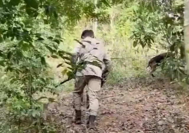 cães localizam criança desaparecida