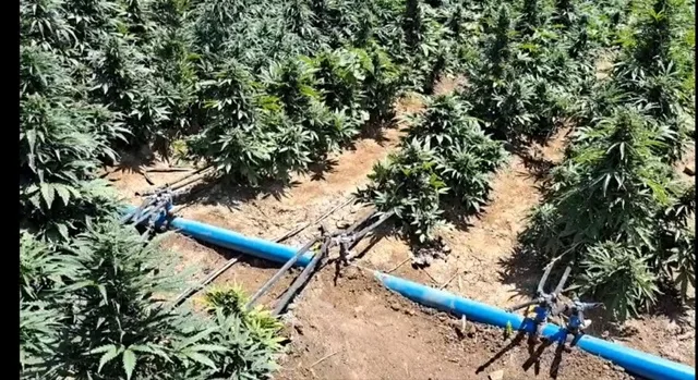 Plantação de Maconha