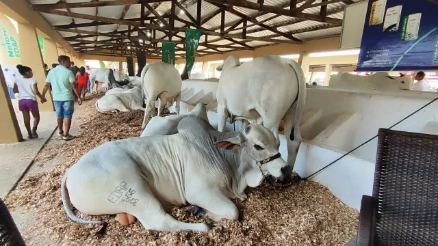 Expofeira 2024