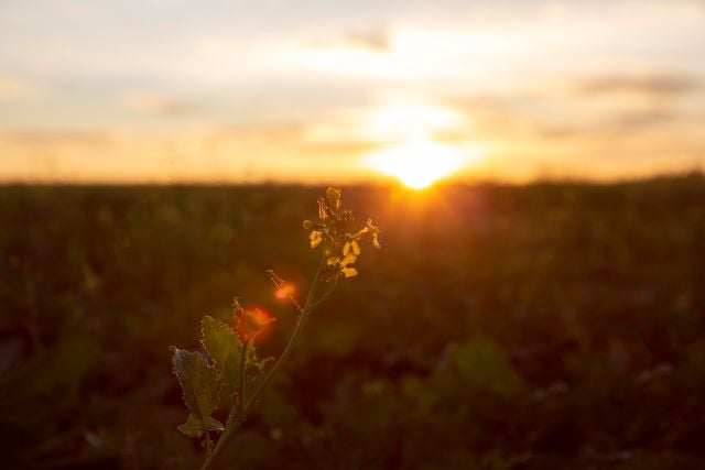 amanhecer dia de sol