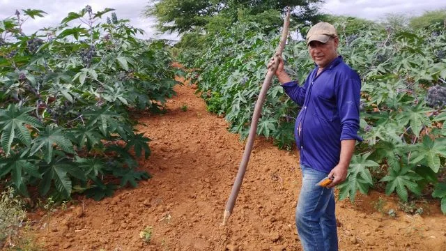 agricultura familiar - Plantação de mamona