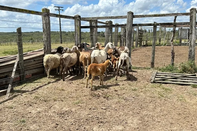 Prefeitura e CONAFER iniciam inseminação para melhoramento genético de rebanhos no dia 8 - gado