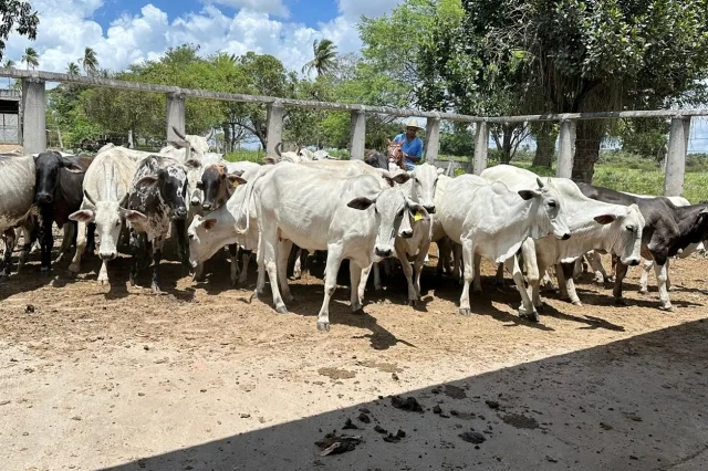 Prefeitura e CONAFER iniciam inseminação para melhoramento genético de rebanhos no dia 8 - gado