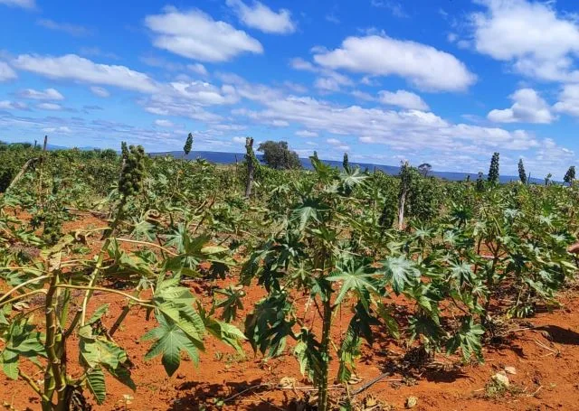 Plantação de mamona