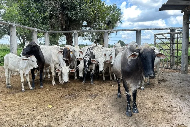 Prefeitura e CONAFER iniciam inseminação para melhoramento genético de rebanhos no dia 8 - gado