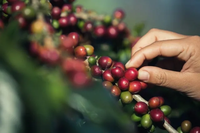 produção de café