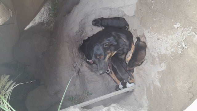 cadela da a luz em buraco de areia