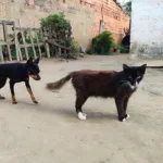 Cruzamento entre Cão e Gato