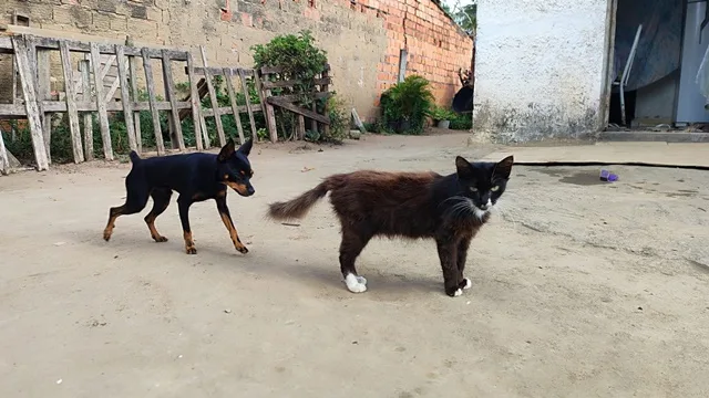 Cruzamento entre Cão e Gato