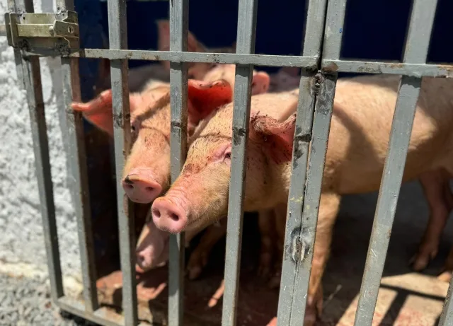 materiais e alimentos produzidos por internos de presídios da Bahia - Fenagro