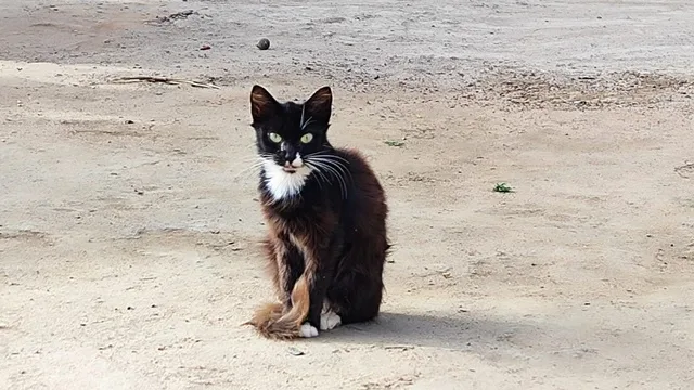 Cruzamento entre Cão e Gato