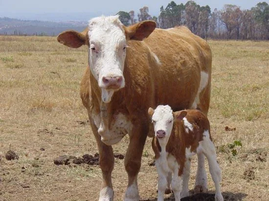 Nova lei regulamenta clonagem de animais no Brasil