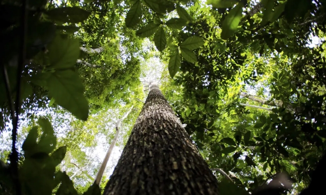 floresta_amazonica