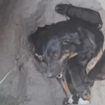 cadela da a luz em buraco de areia