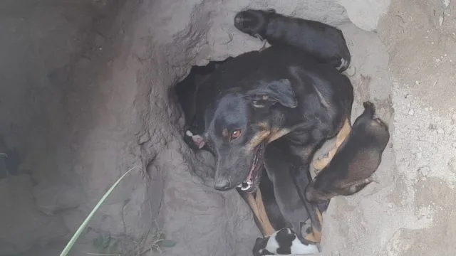 cadela da a luz em buraco de areia