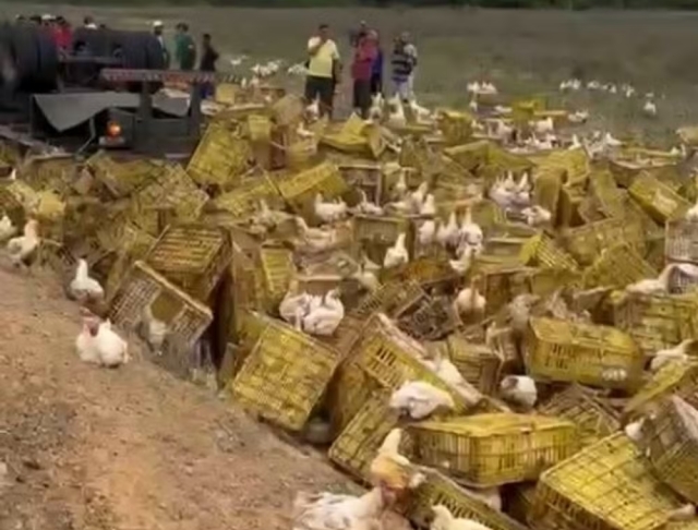 acidente - carreta com galinhas