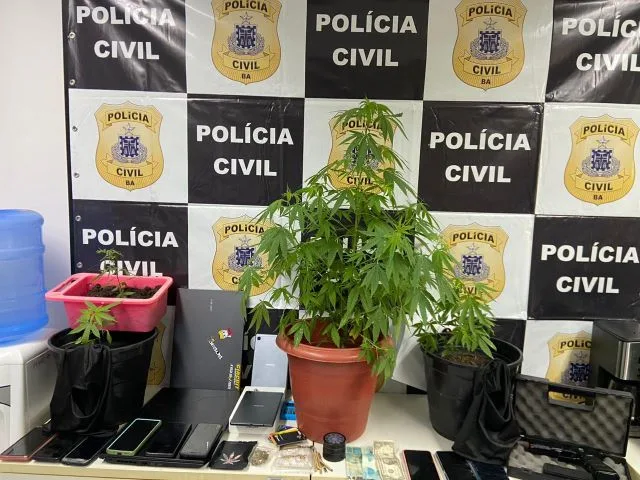 apreensão maconha 