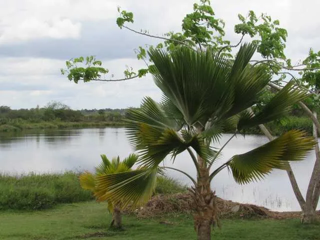 Lagoa Dona Maninha, P. Cidade