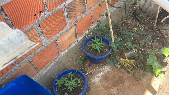 Apreensão de Maconha