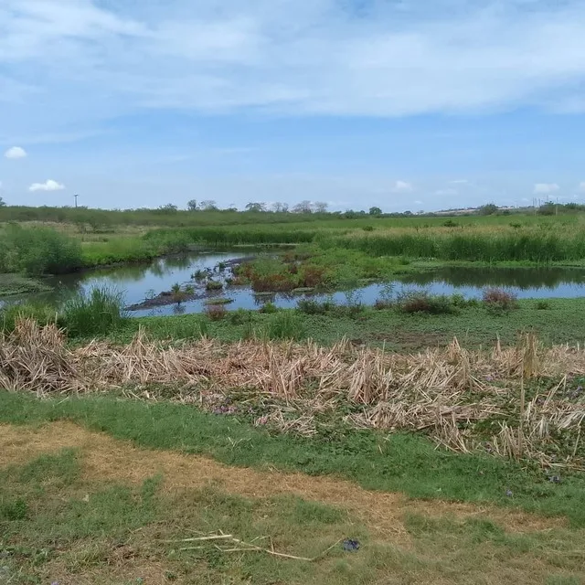 Lagoa de Berreca, Jardim Brasil