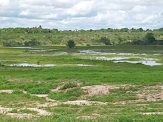 Lagoa Café com Leite, Jaiba