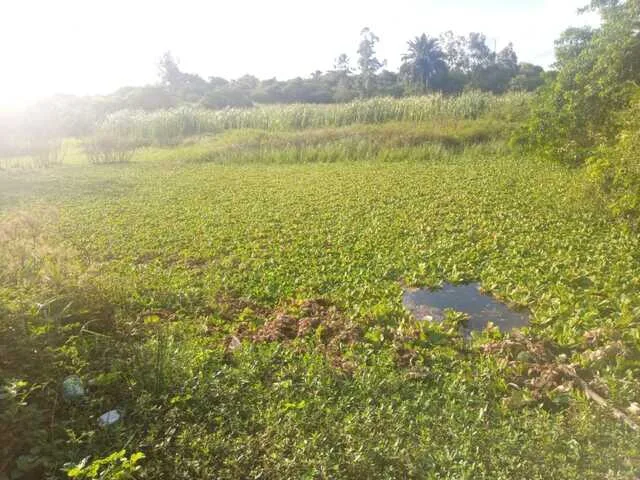 Lagoa do Bog, Mangabeira