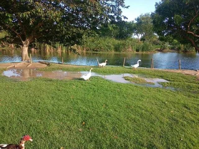 Lagoa do Geladinho, Baraúnas