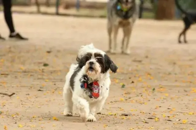 cachorro animal doméstico