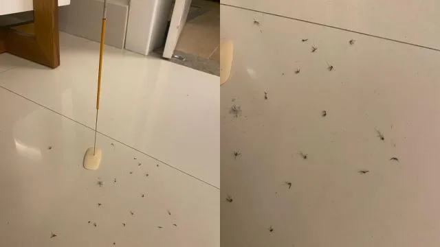 mosquitos mortos 