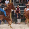 cavalo animal vaqueiro rodeio