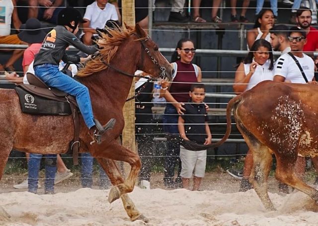 cavalo animal vaqueiro rodeio