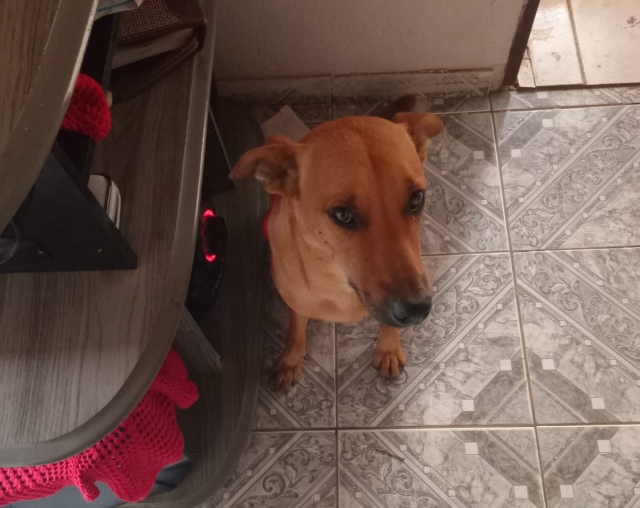 cão ouvinte do acorda cidade
