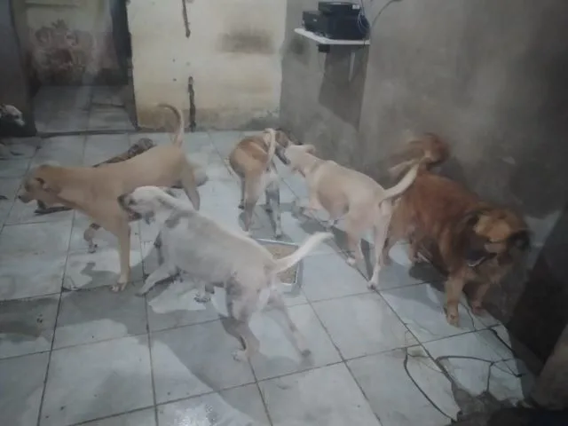 cães para adoção doação animais