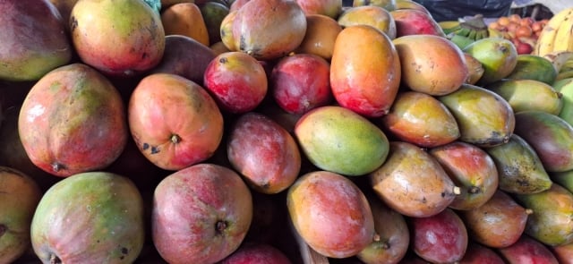 Feirinha da Estação Nova - safras