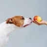 4 frutas proibidas e 4 liberadas para cães